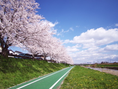 サイクリングロードと桜
