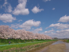 桜と川と青空