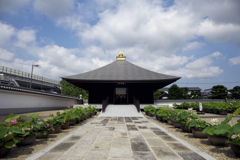 お堂と蓮の道