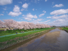 桜と川