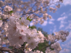 近所の桜