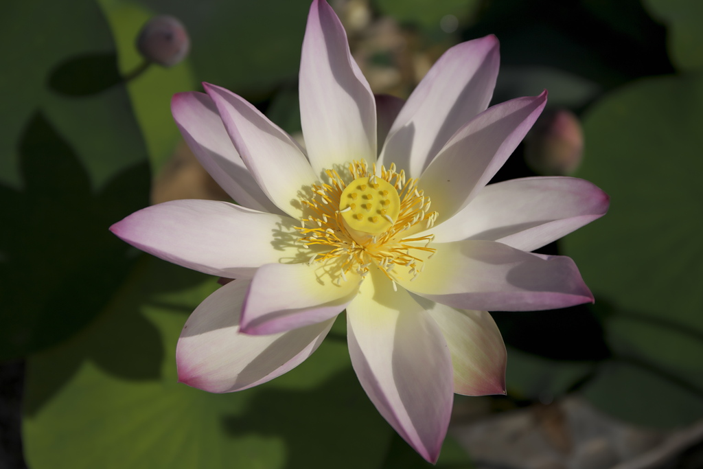 喜光寺の蓮の花