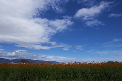 花畑と空