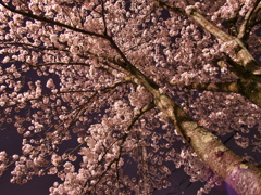 夜桜