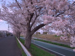 川沿いの桜