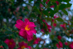 公園の花