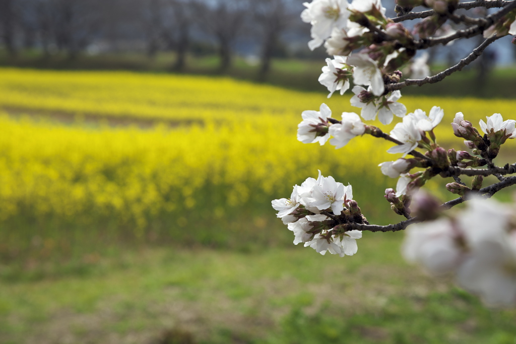 桜と菜の花