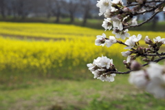 桜と菜の花