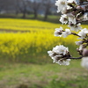 桜と菜の花