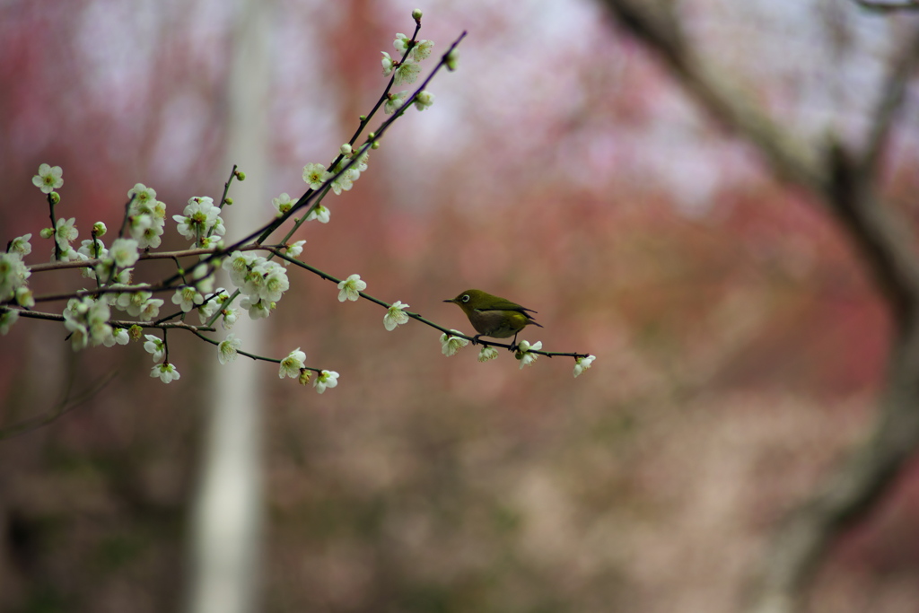 公園の梅撮影