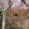 公園の梅撮影