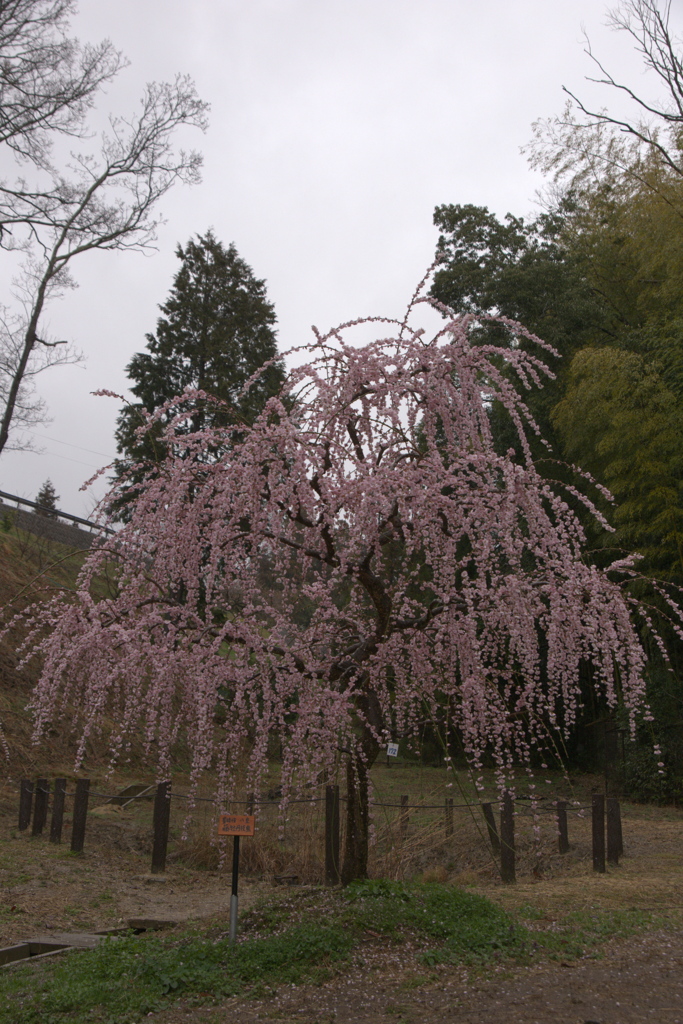 枝垂れ梅