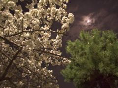 桜と月と松