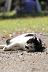 走り疲れたにゃー