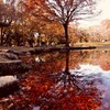 広角、リフレ、紅葉の相性の良さ