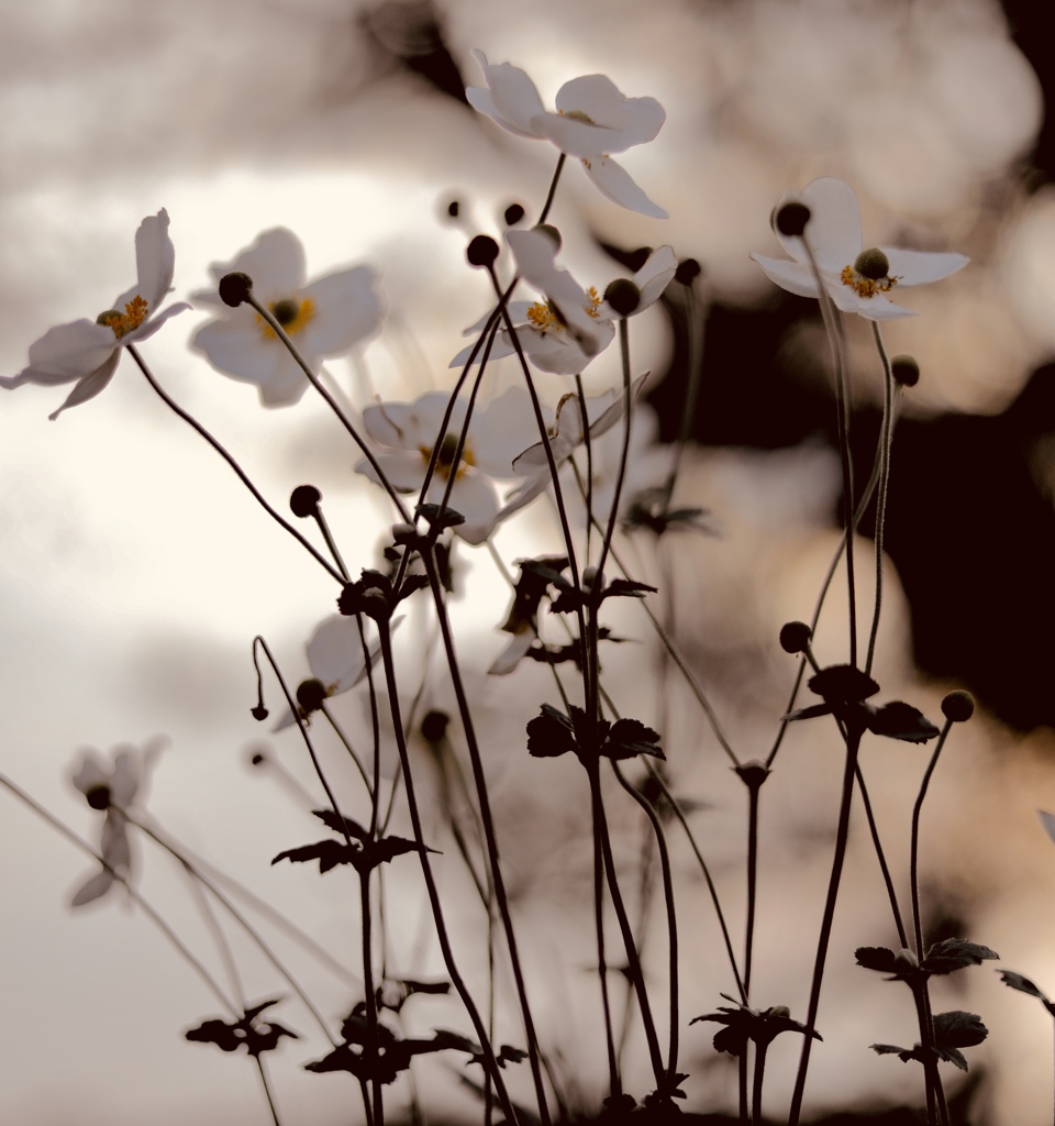 撮って出しでこういうの撮りたい。