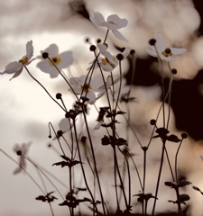 撮って出しでこういうの撮りたい。