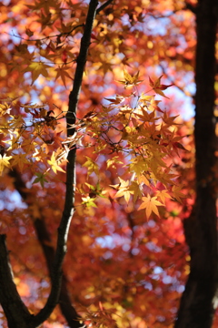 朝の紅葉探し