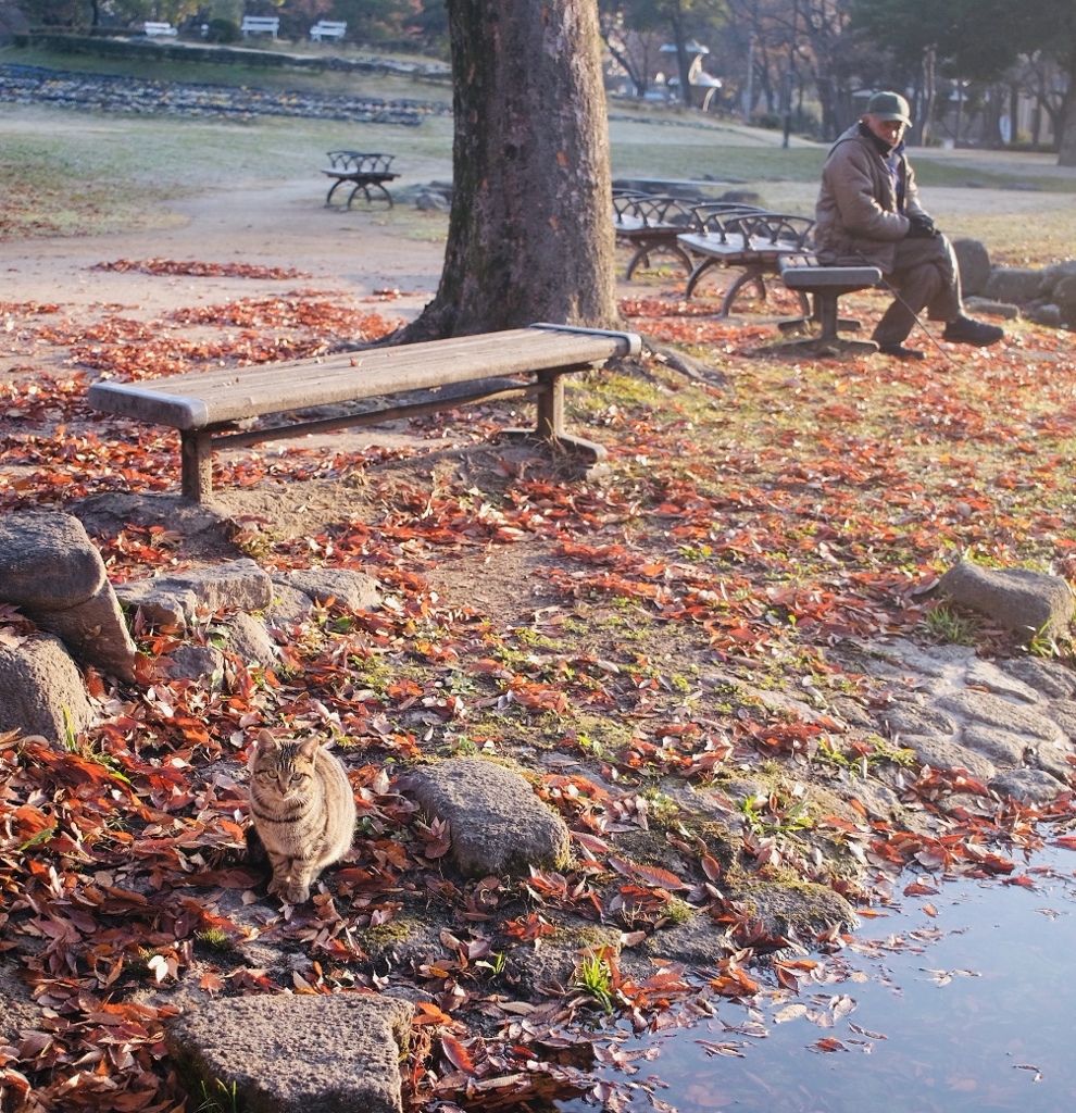 ネコと落ち葉