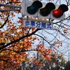 信号機と紅葉