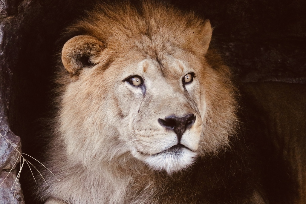 ライオンコーナーはいつも人気