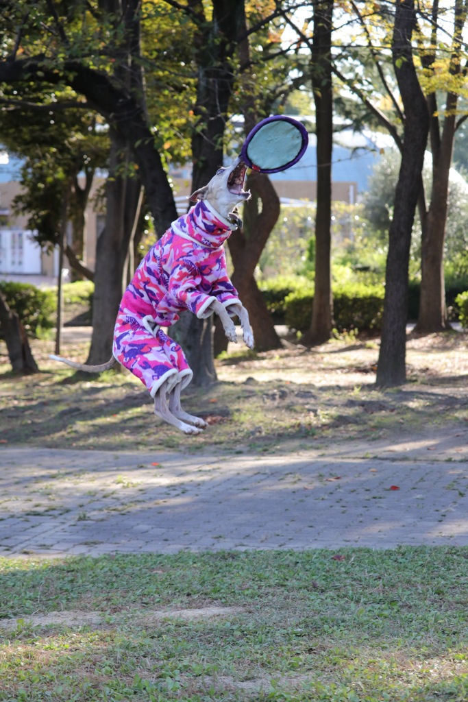 ジャンプ