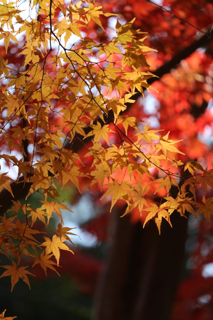 紅葉狩り2