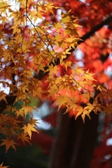 紅葉狩り2