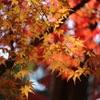 紅葉狩り2