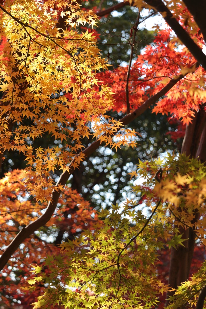 紅葉狩り4