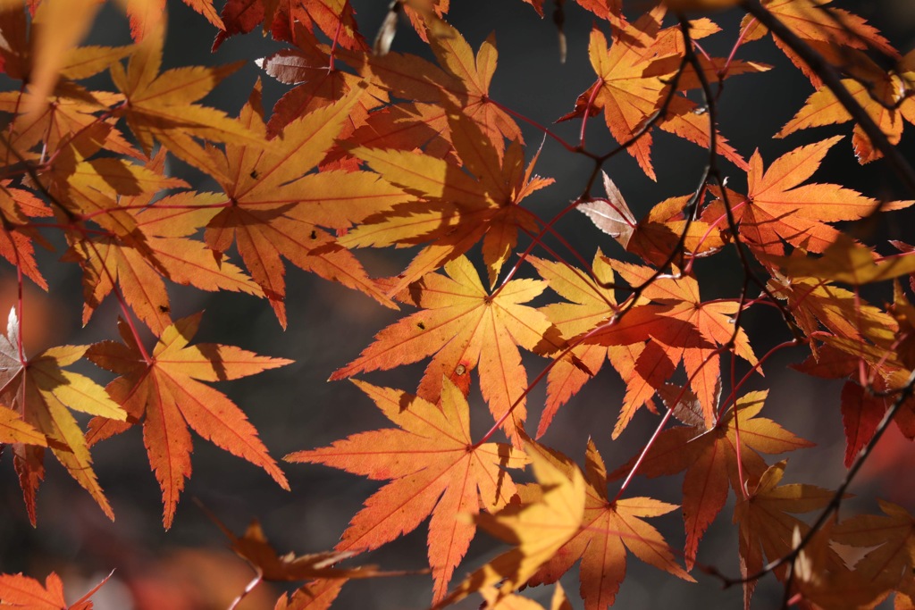 紅葉狩り3