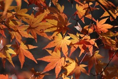 紅葉狩り3