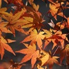紅葉狩り3