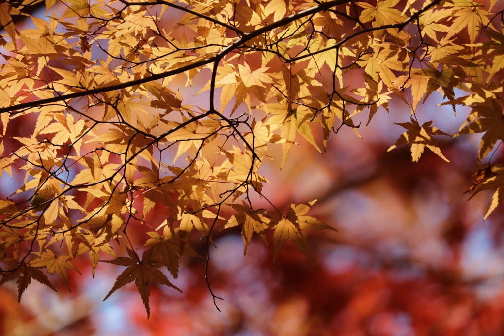 紅葉狩り１