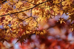 紅葉狩り１