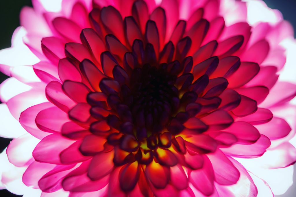 光の花