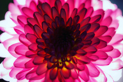 光の花