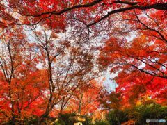 群紅