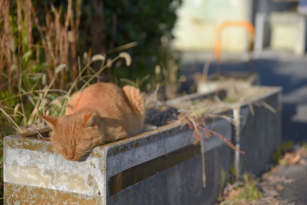 昼寝猫