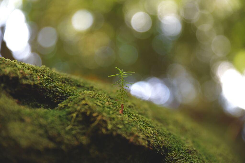 苔と草