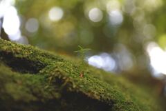 苔と草