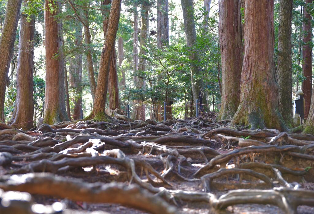 木の根道
