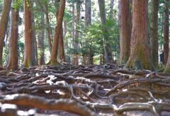 木の根道