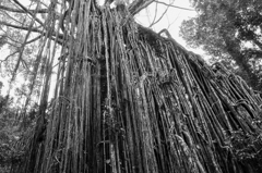 Curtain Fig Tree
