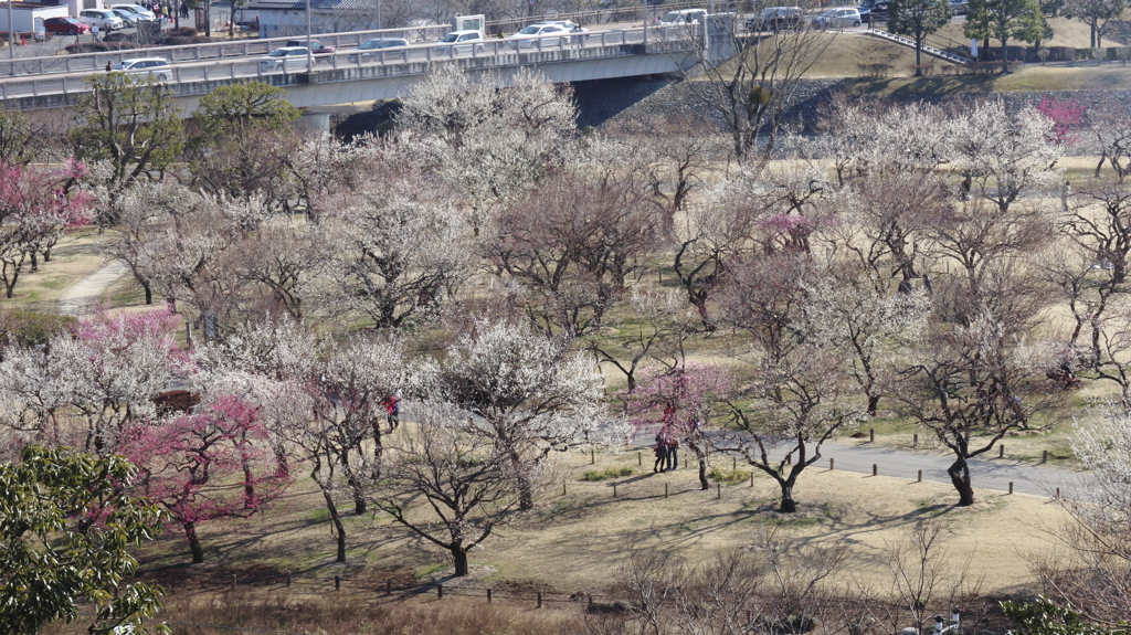 茨城県 水戸市 偕楽園 庭園 梅