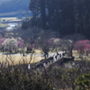 偕楽園