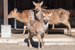 フェニックス自然動物園にて