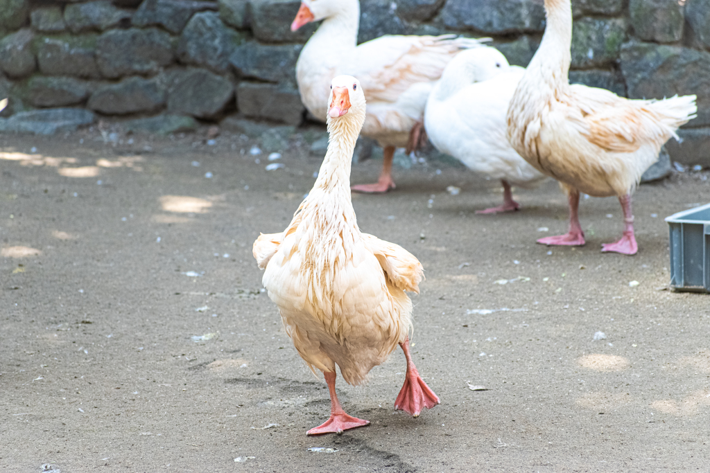 フェニックス自然動物園にて