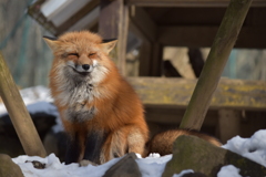 狛犬感