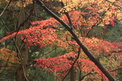 里山の紅葉